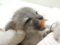 Southwest Wildlife Discovery Series: It is Baby Season!